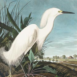 John James Audubon
