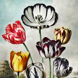 Robert John Thornton