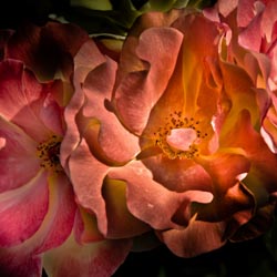 Artographie Brian Carson Photography