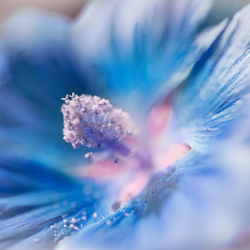 Blues