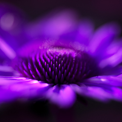 Purples