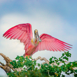 Tim Fitzharris Birds