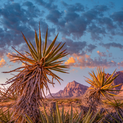 Tim Fitzharris Landscapes