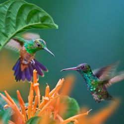 Tim Fitzharris Hummingbirds