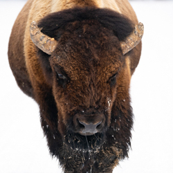 Bentley - The Yellowstone Collection