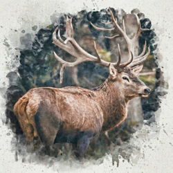 Alpenglow Workshop Birds and Animals