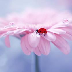 Artographie Floral & Blooms