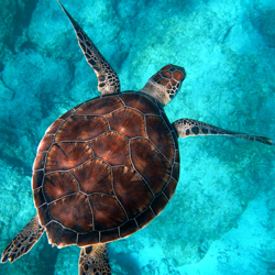 Artographie Nature & Sealife