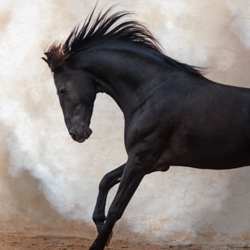 Artographie Susan Friedman