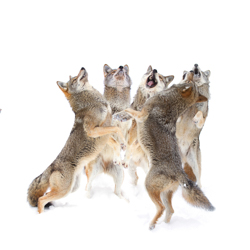 Artographie - Jim Cumming Photography